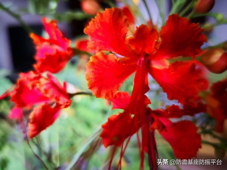 从发芽到开花的乐趣,从种子到果实成熟的感悟