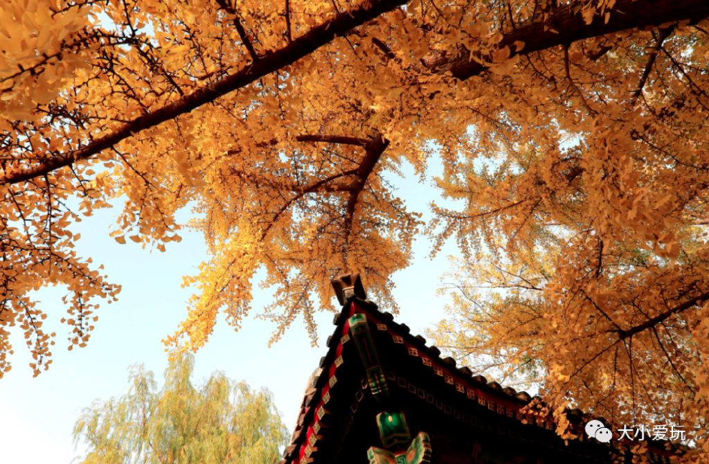 银杏最美的地方,这九个美丽的地方你想去看看吗