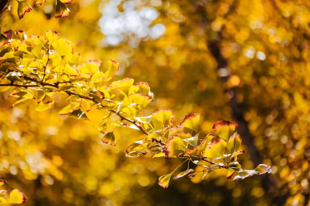 抓住秋天摘苹果,抓住秋天的尾巴赏红叶
