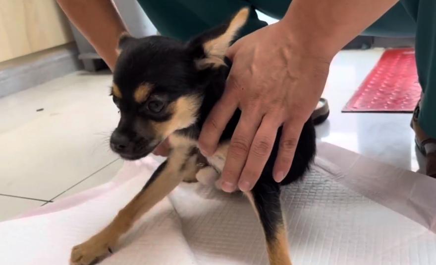 吉娃娃被小人暗算,吉娃娃被打成残疾