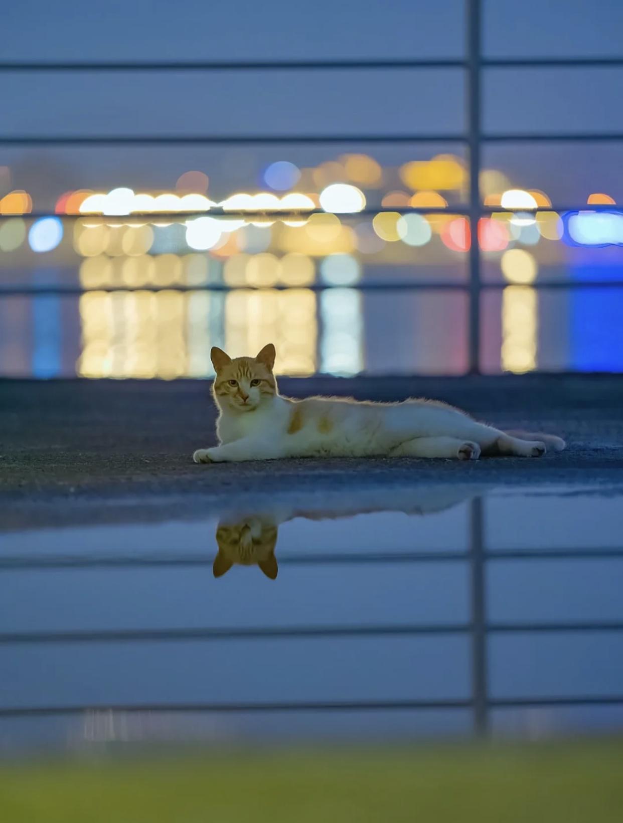 治愈系壁纸｜132张可爱小猫咪的样子