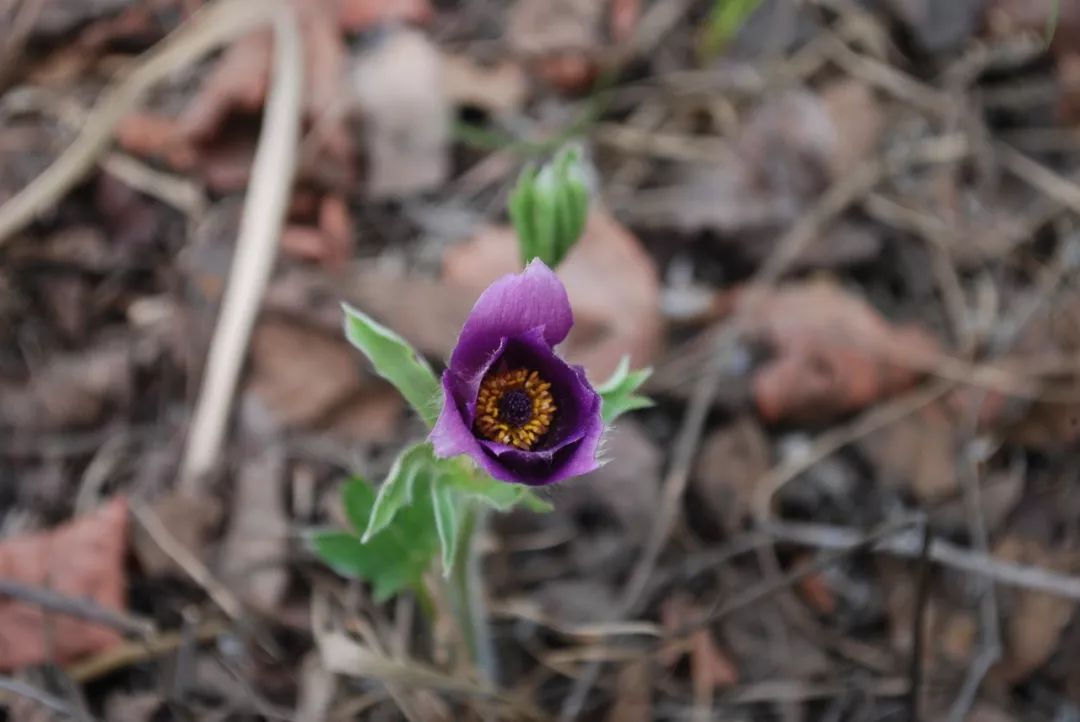 150种常见药用植物大全,150余种常见药用植物花期组图
