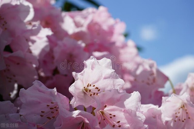 热点个股分析----博瑞传播