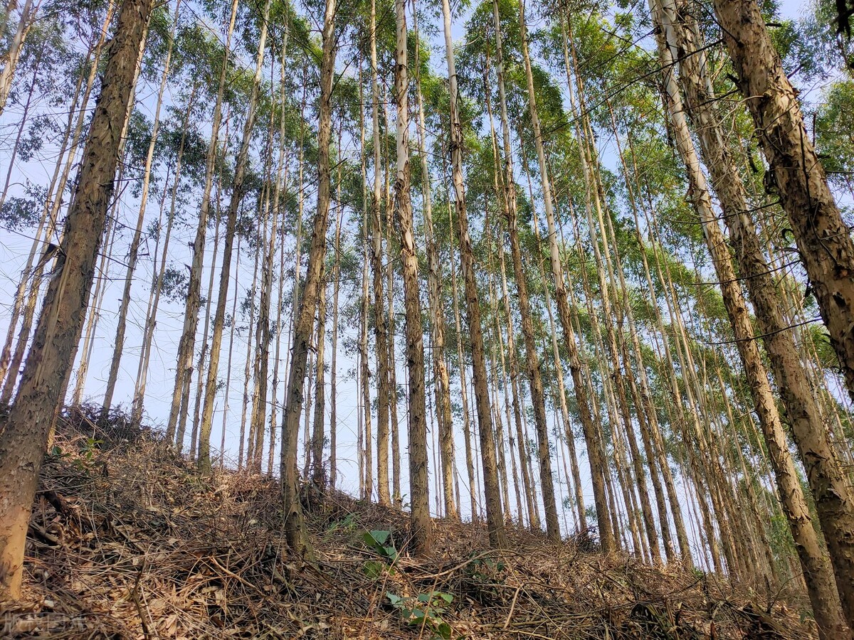 种植桉树投资多少钱,广西种桉树多赚钱