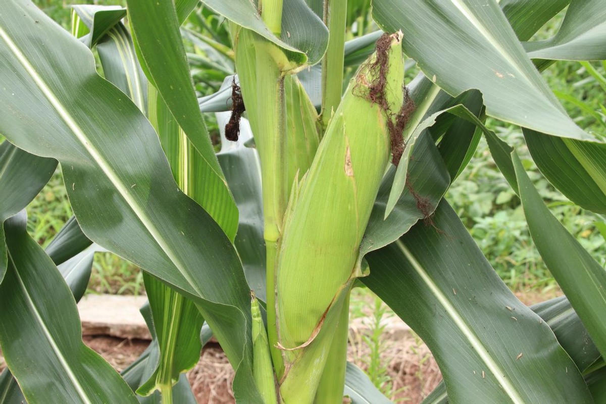 重庆理工大学经济金融学院“三下乡”乡村振兴为农民减损保收