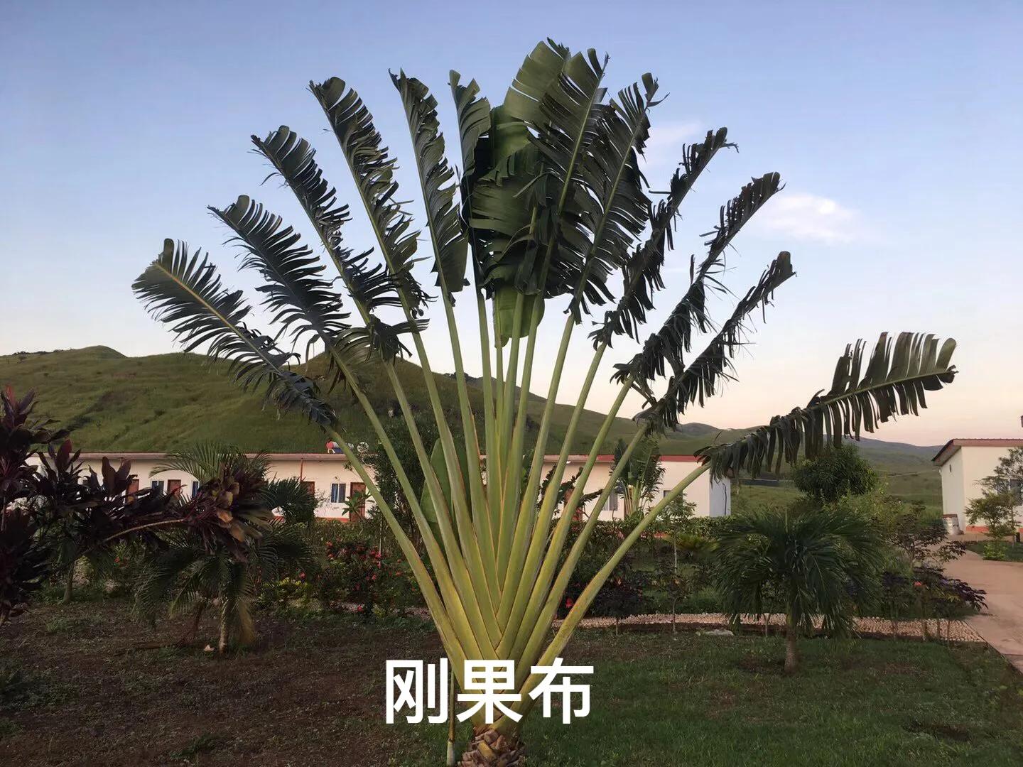 心路历程284,刚果布和刚果金的对比