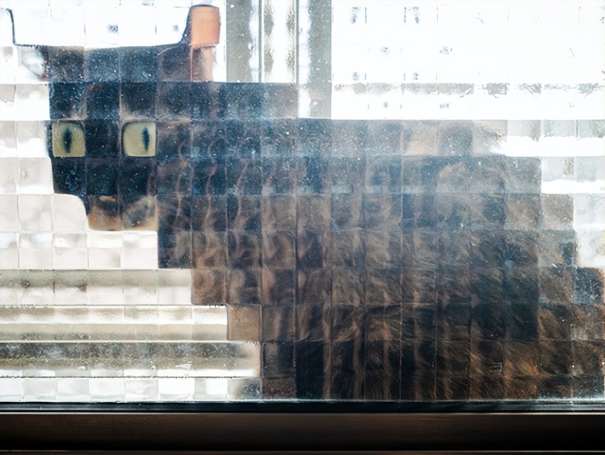 我家新养的猫猫品种，是“马赛克猫”