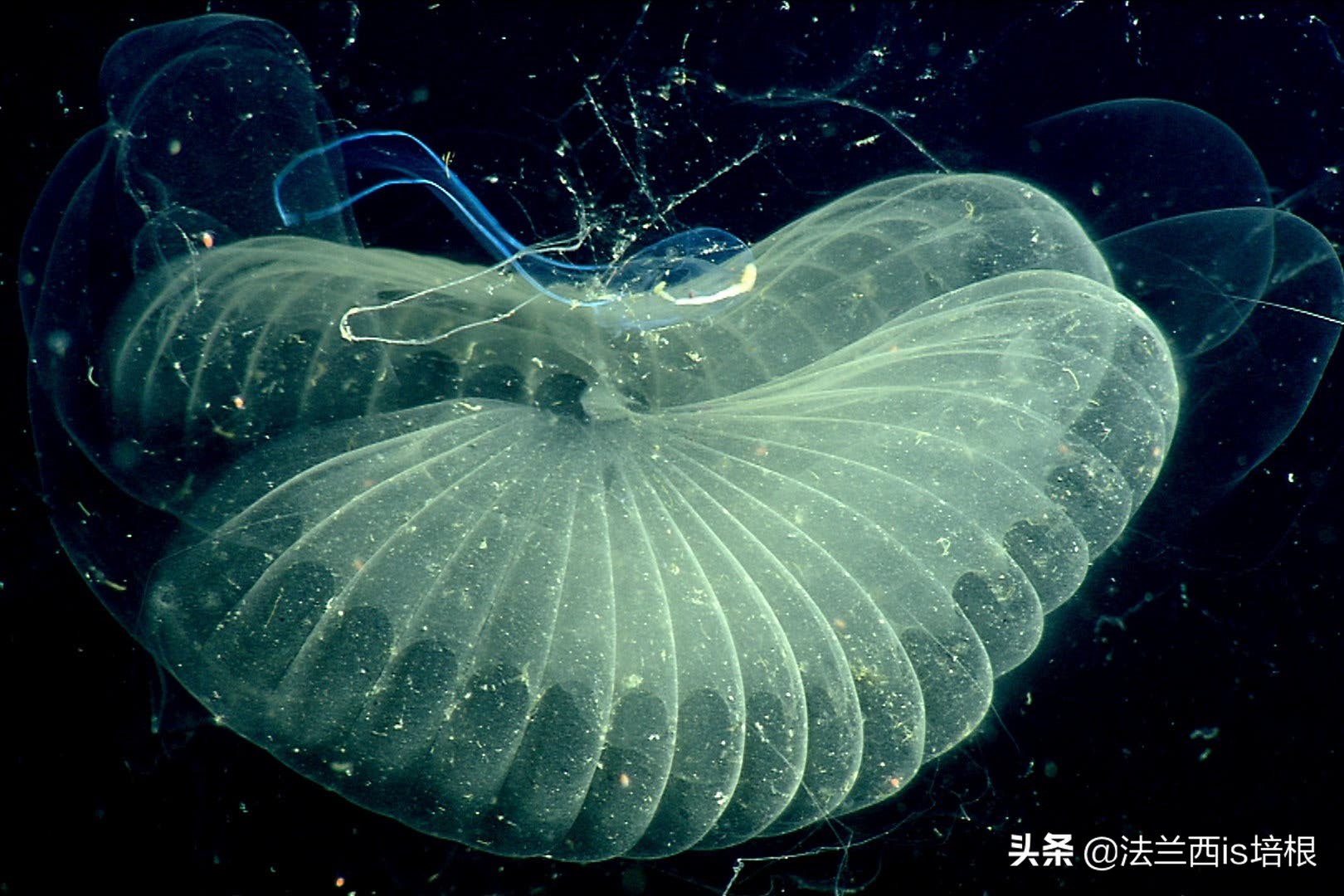 出道即巅峰，越长越退化的动物，教给科学家一绝招，解决海洋污染