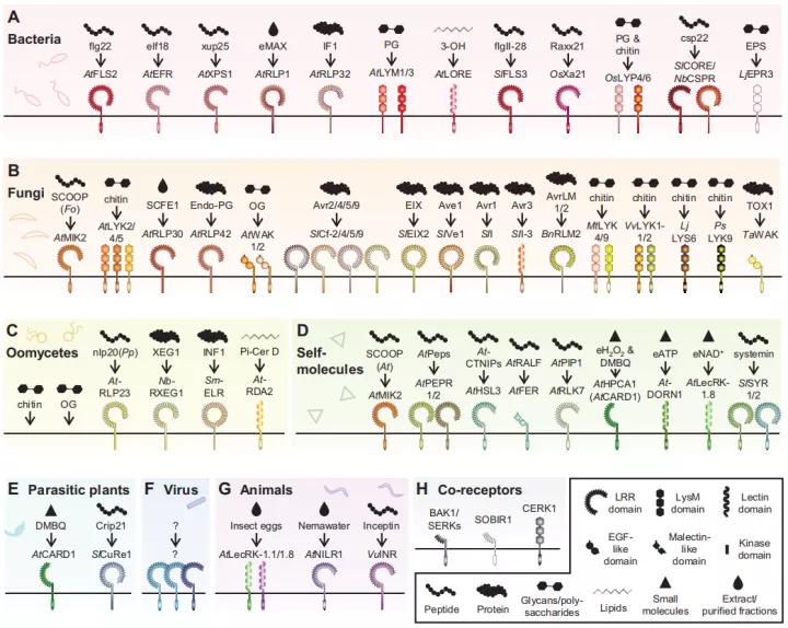植物免疫系统的“御敌”机制