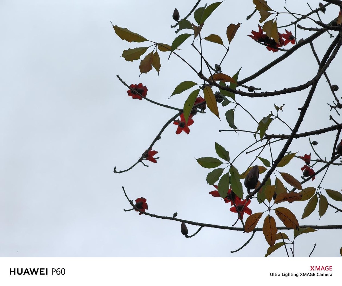 没有徕卡的华为p60系列评测,最新发布华为p60系列值得入手吗