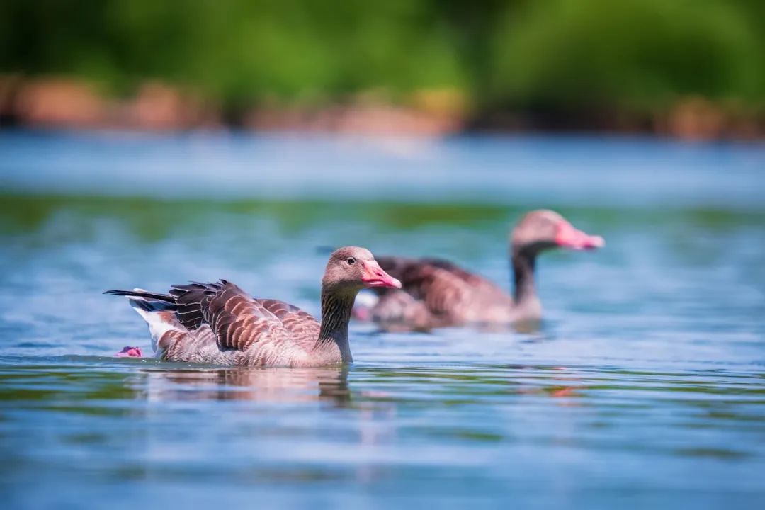 150-600mm超长焦镜头,150-600长焦镜头能拍多远