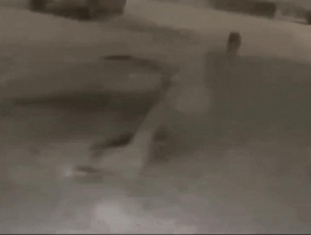 柴犬笑死,笑死人的柴犬视频