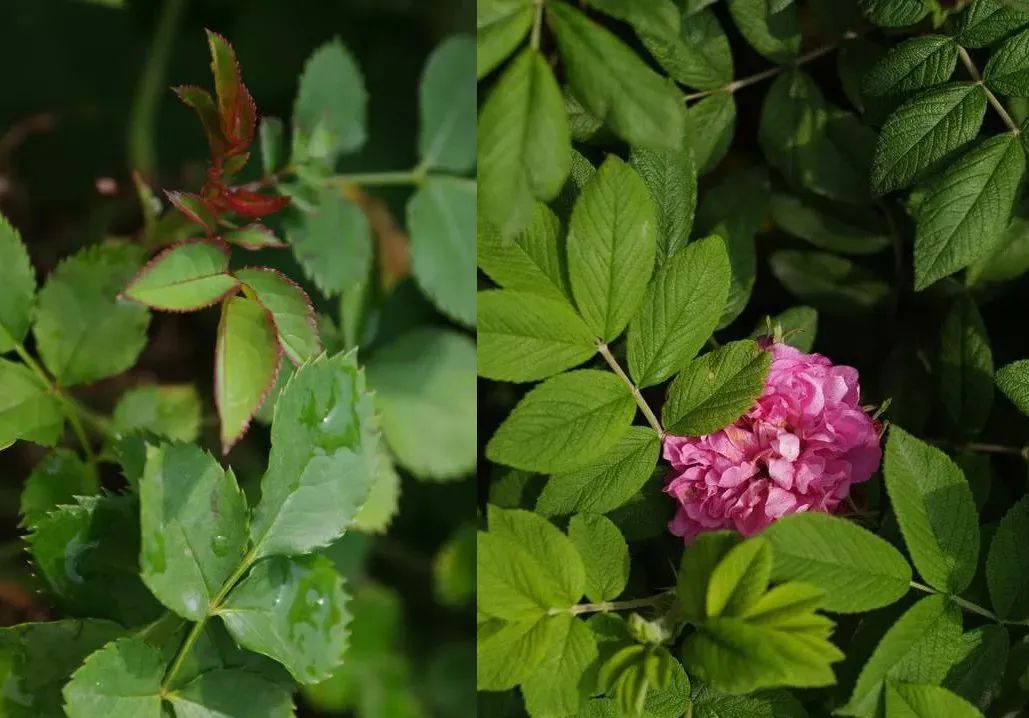 蔷薇月季玫瑰的区别,月季蔷薇玫瑰的区别