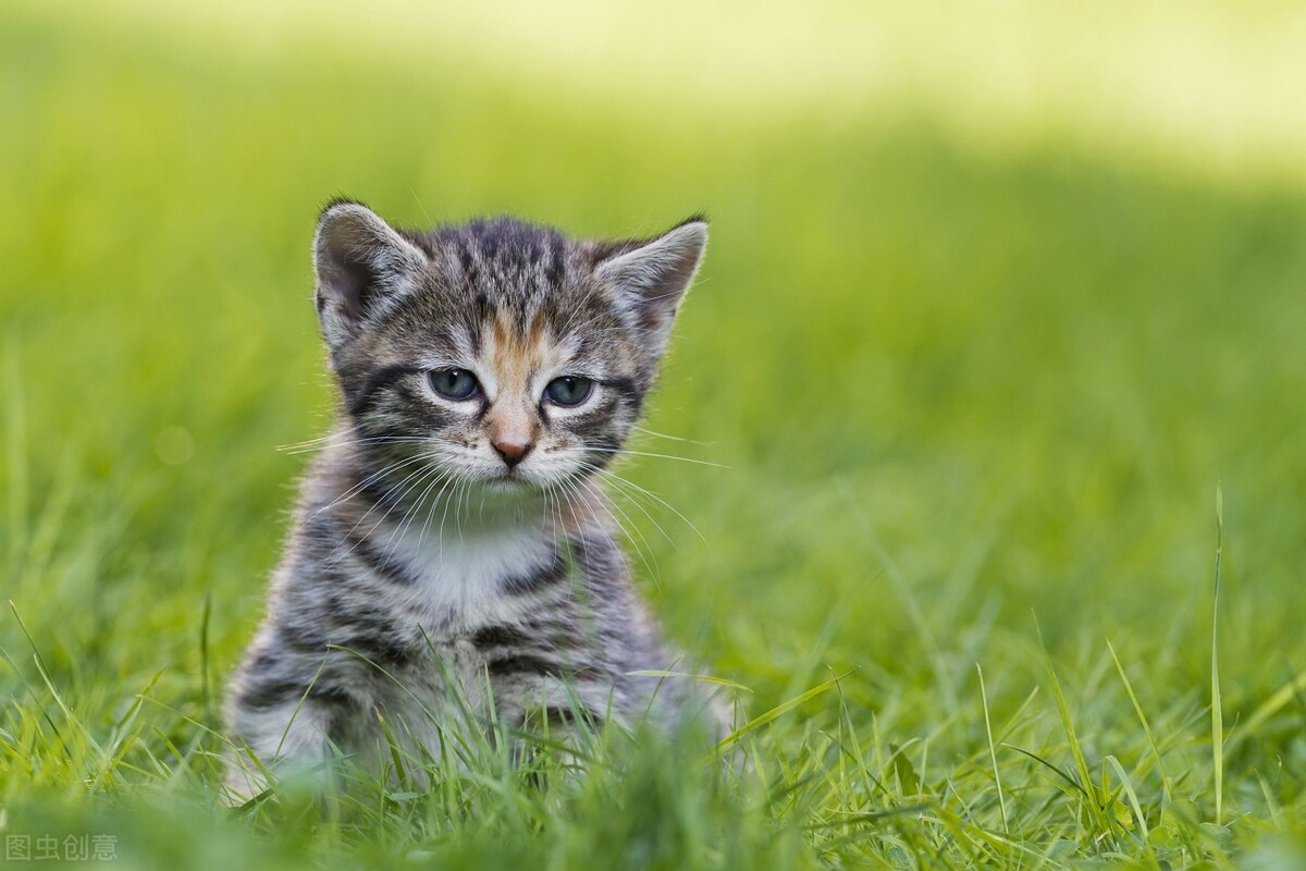 军事小说推荐完整版,军事小说推荐完结文有哪些