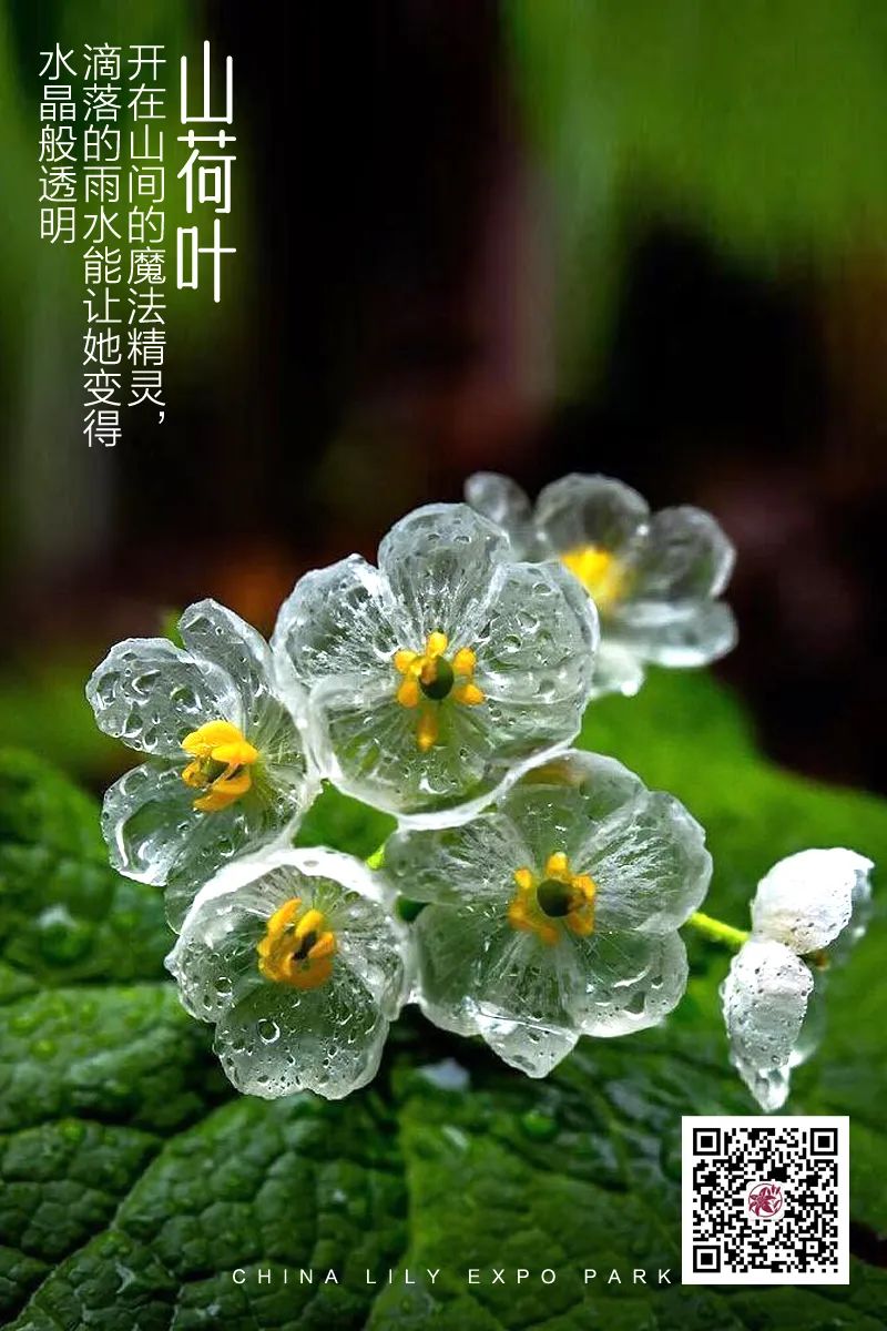 山荷叶·开在山间的魔法精灵，滴落的雨水能让她变得水晶般透明