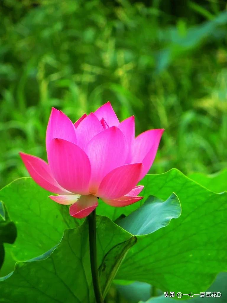 看淡红尘走天涯,看淡红尘随风去