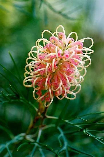 罕见漂亮的鲜花,全球最漂亮的鲜花