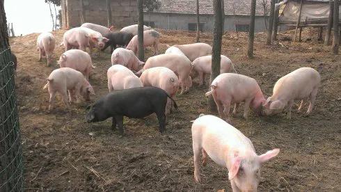 农村搞养殖能赚钱吗,农村养殖什么不愁销路且利润大