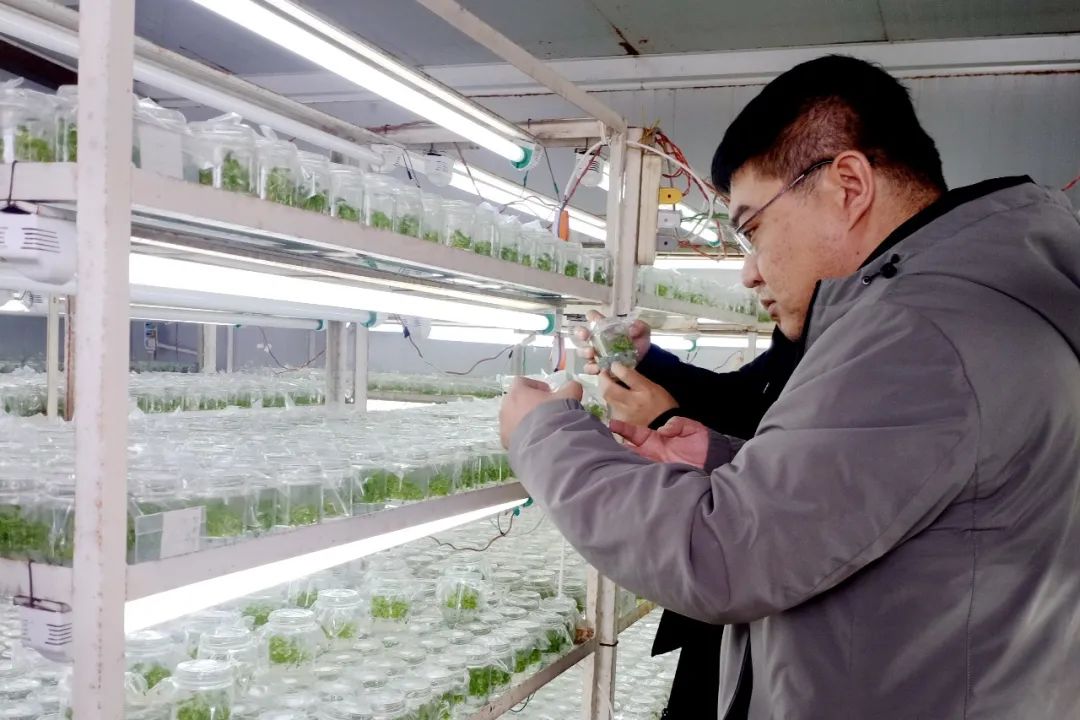 小红果变身“红宝石”,辉南石道河镇培育发展特色产业