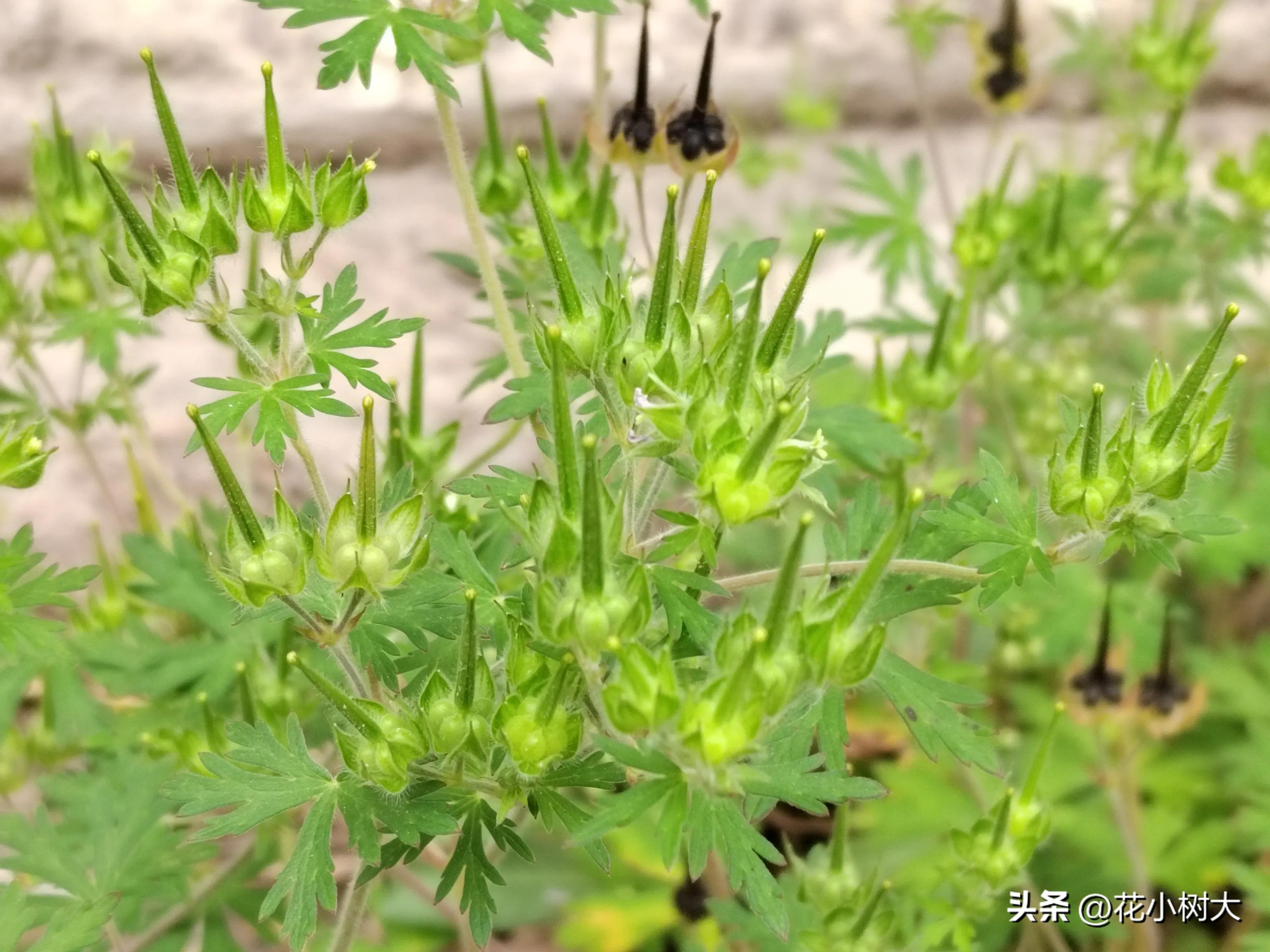 野生老鹳草苗,野生老鹳草视频