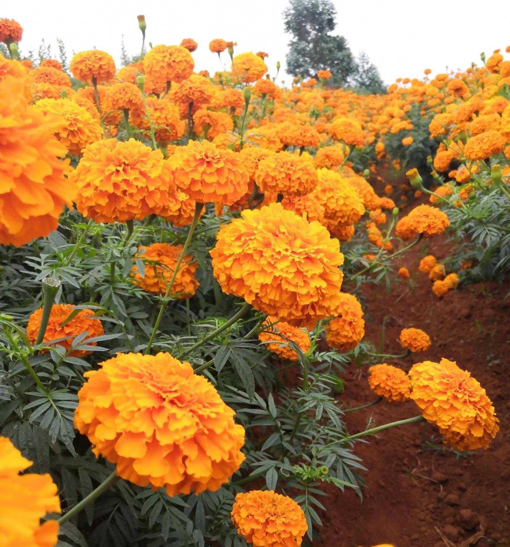 蛇最怕的植物和草,蛇最怕的几种动物分别是谁