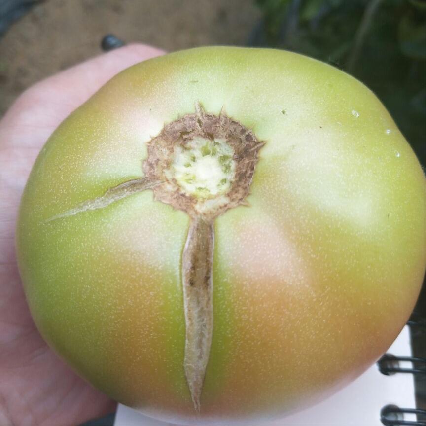 番茄裂果和卷叶是什么原因,番茄裂果是什么原因