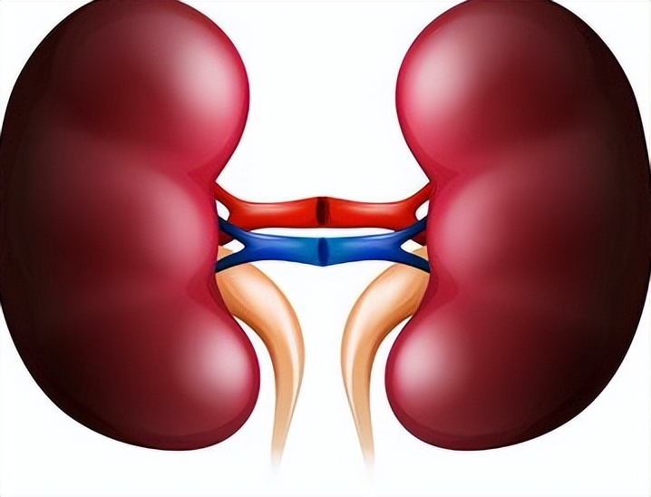 肾功能虚弱可以怎样食补,肾功能虚弱吃什么好