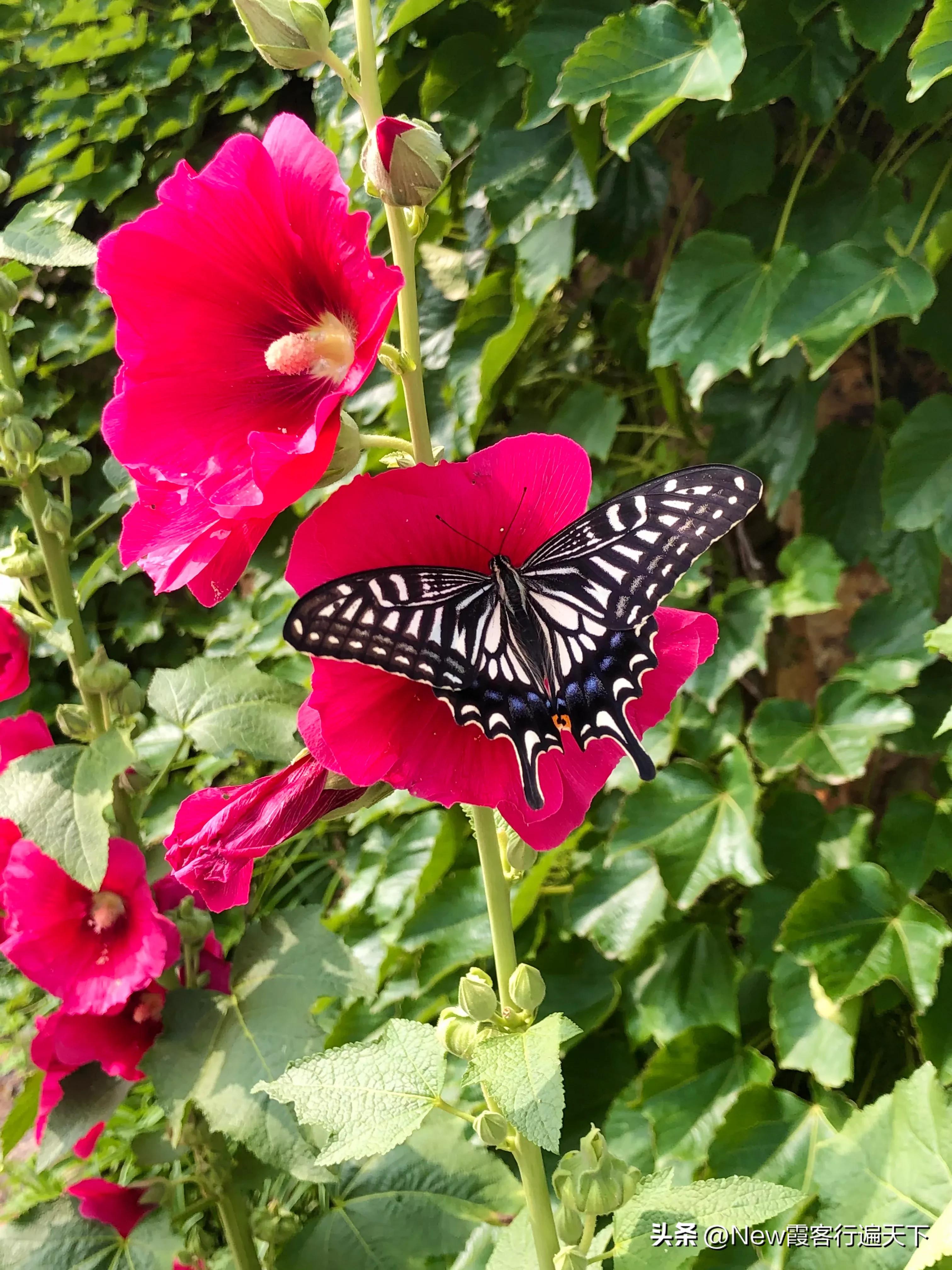 大连滨海路木栈道旅游攻略,周末徒步徜徉大连山海美景