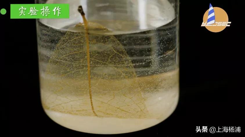 动手做一枚“叶脉书签”吧，好看又实用！【春节宅家手工】