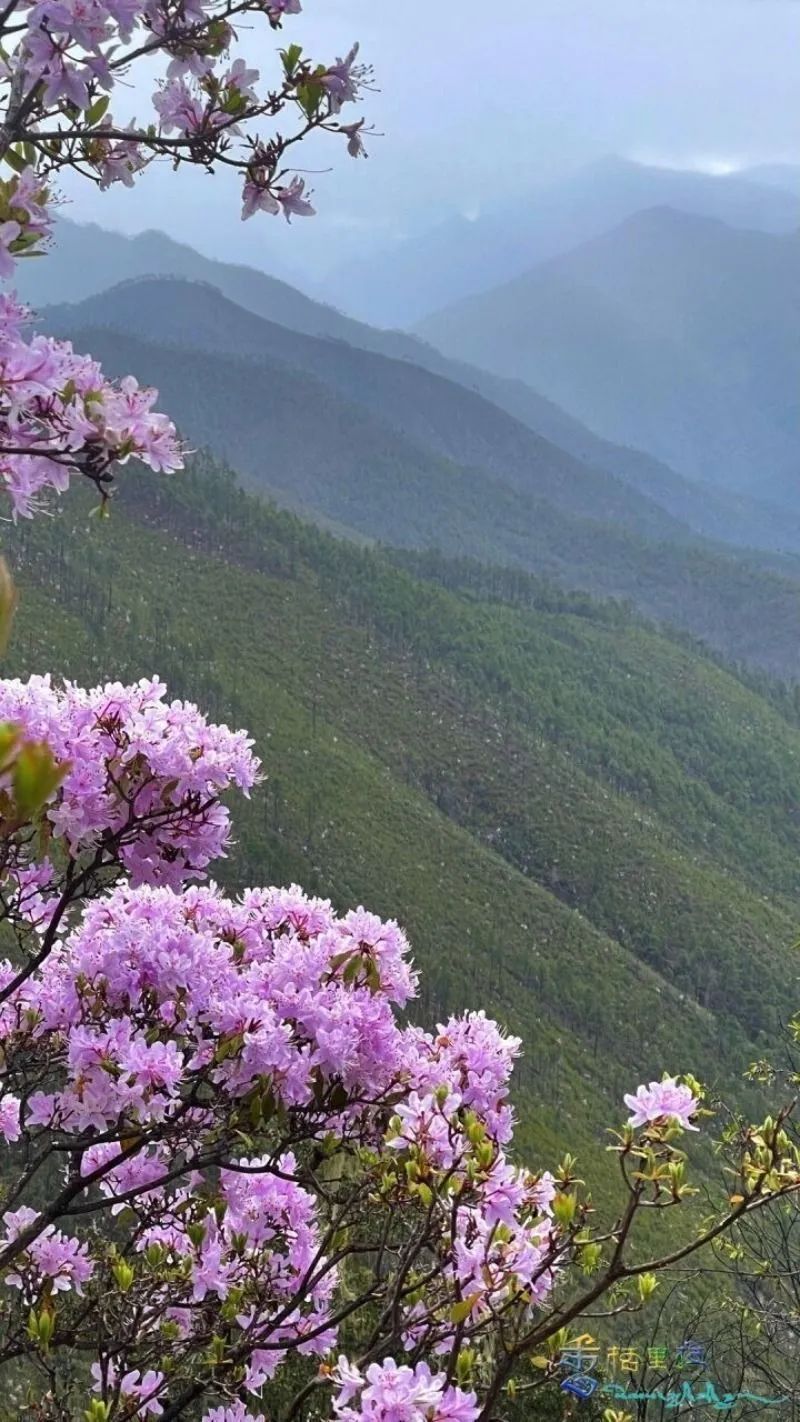 云游|赏“花枝不断四时春”,邂逅云南生活的专属浪漫