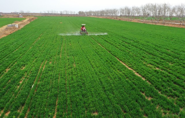 种植户注意，小麦红蜘蛛已发生，用好3个方案可高效防治