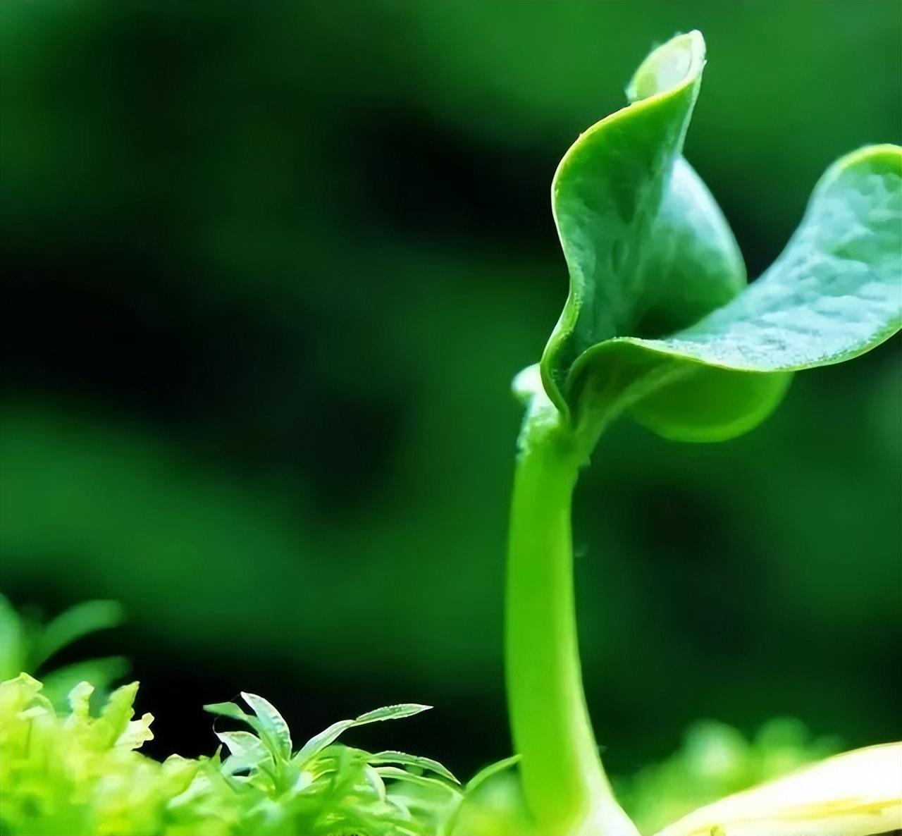 100首关于春的古诗词美到令人窒息,关于描写春的经典古诗词