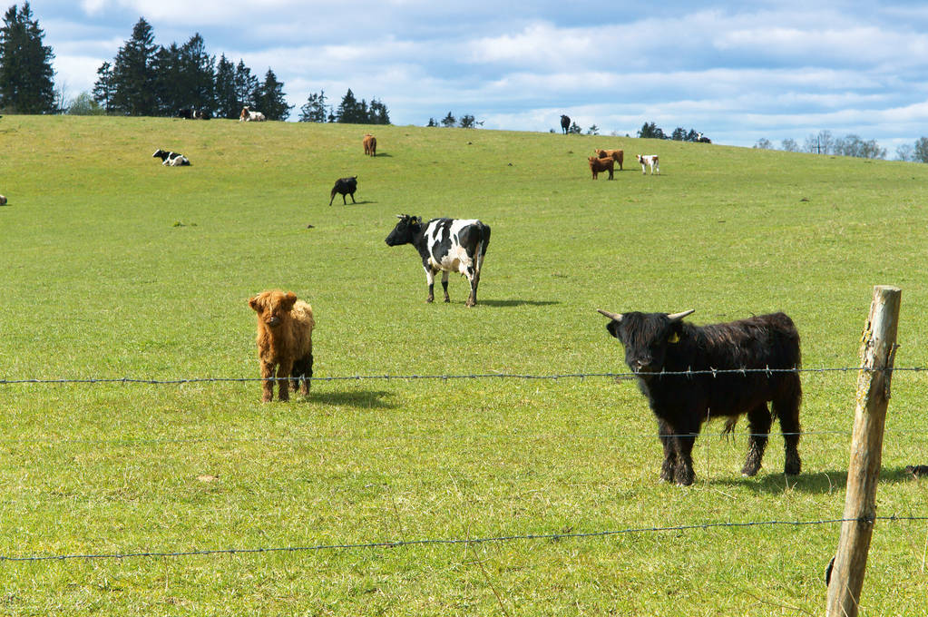 说明文写一写牛的外形特点,牛的一些介绍和特点是什么