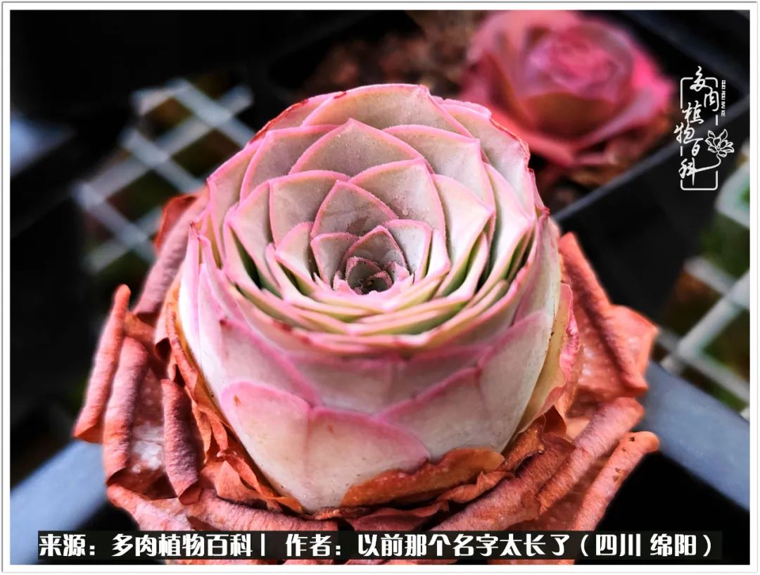 夏天山地玫瑰,小清新山地玫瑰