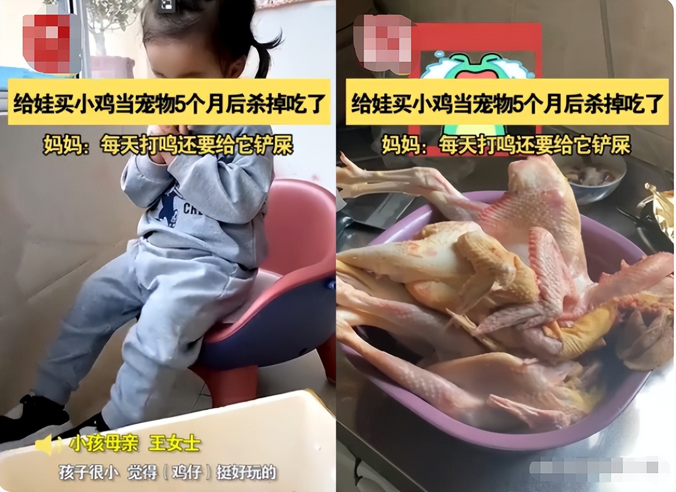 被煮熟的“宠物”,是孩子童真的丢失,家长不自知还在沾沾自喜