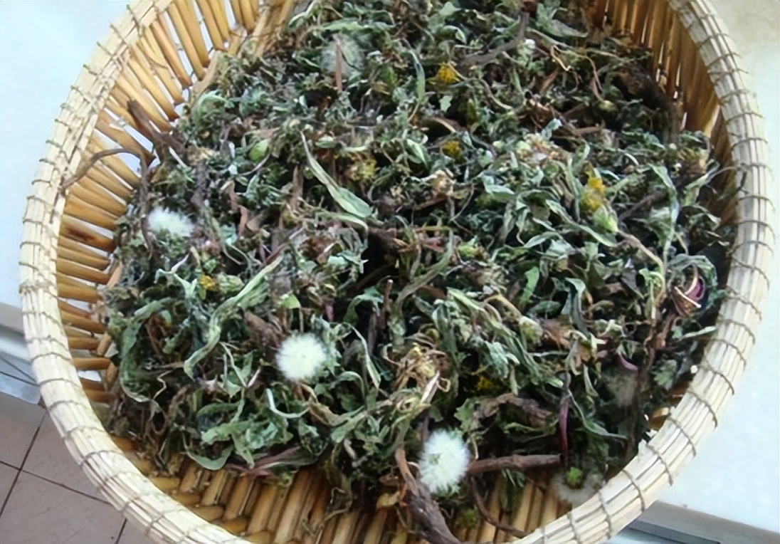 蒲公英会降血糖吗,蒲公英车前草的抗癌功效与作用