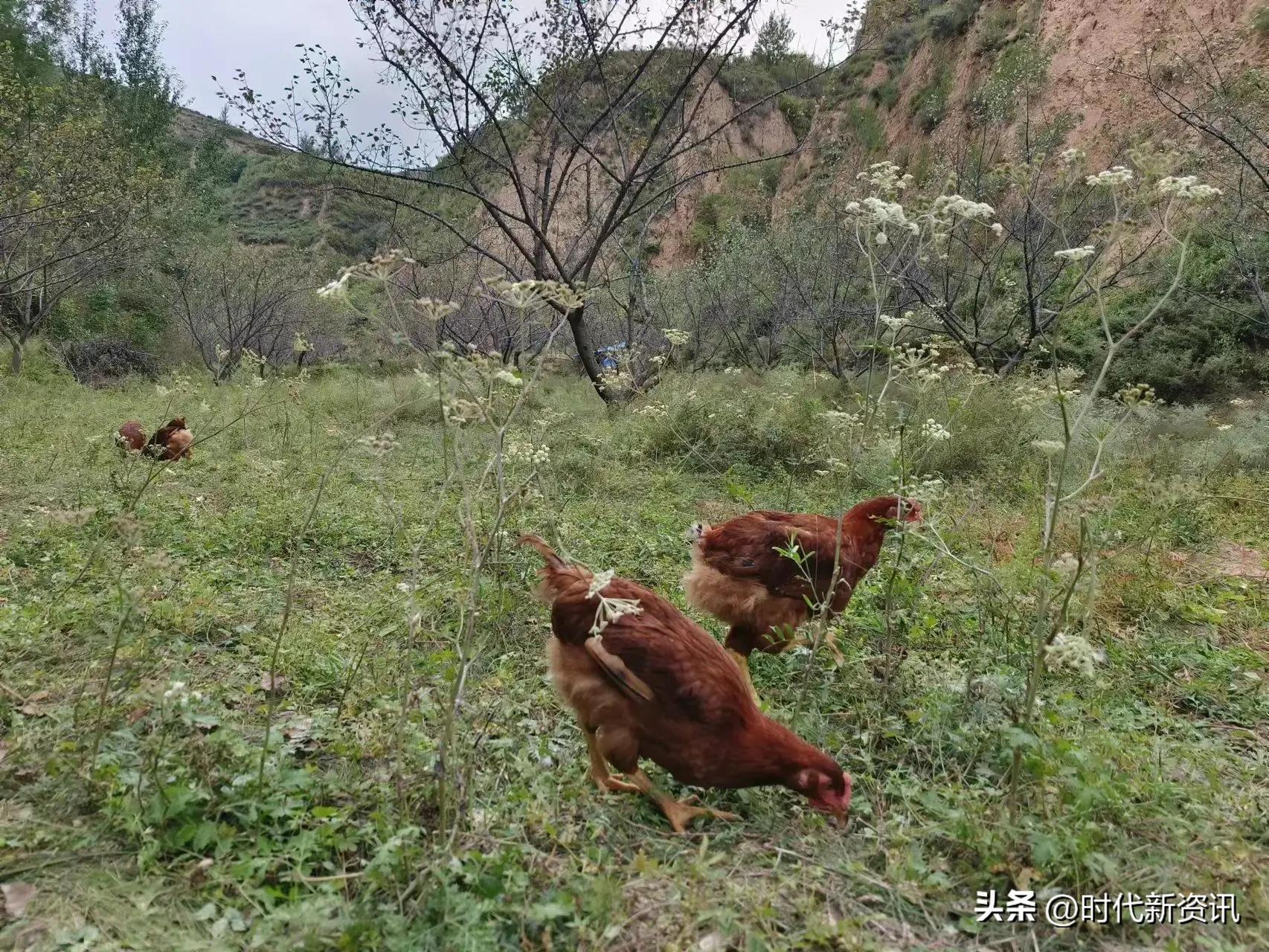 灵丘县东河南镇水涧村*党**参养生鸡养殖项目助力乡村振兴