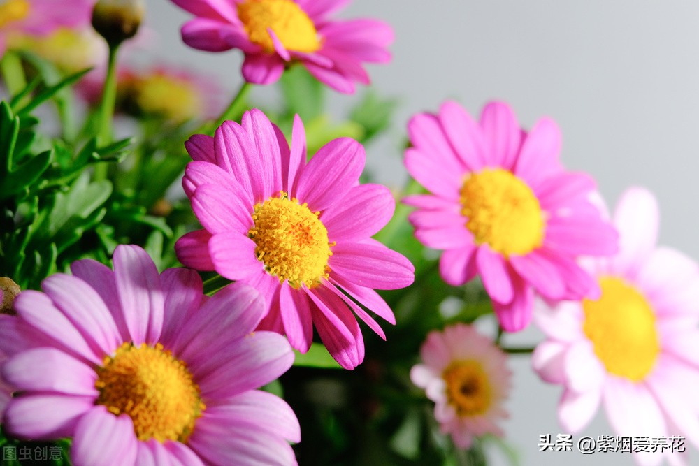 一丛黄菊花图片欣赏,五颜六色姹紫嫣红的鲜花