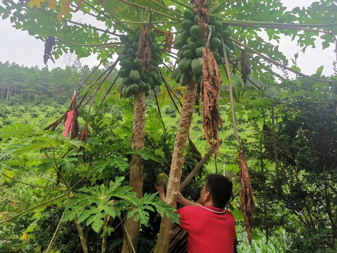 深山老林创业,从大山走出的创业之路