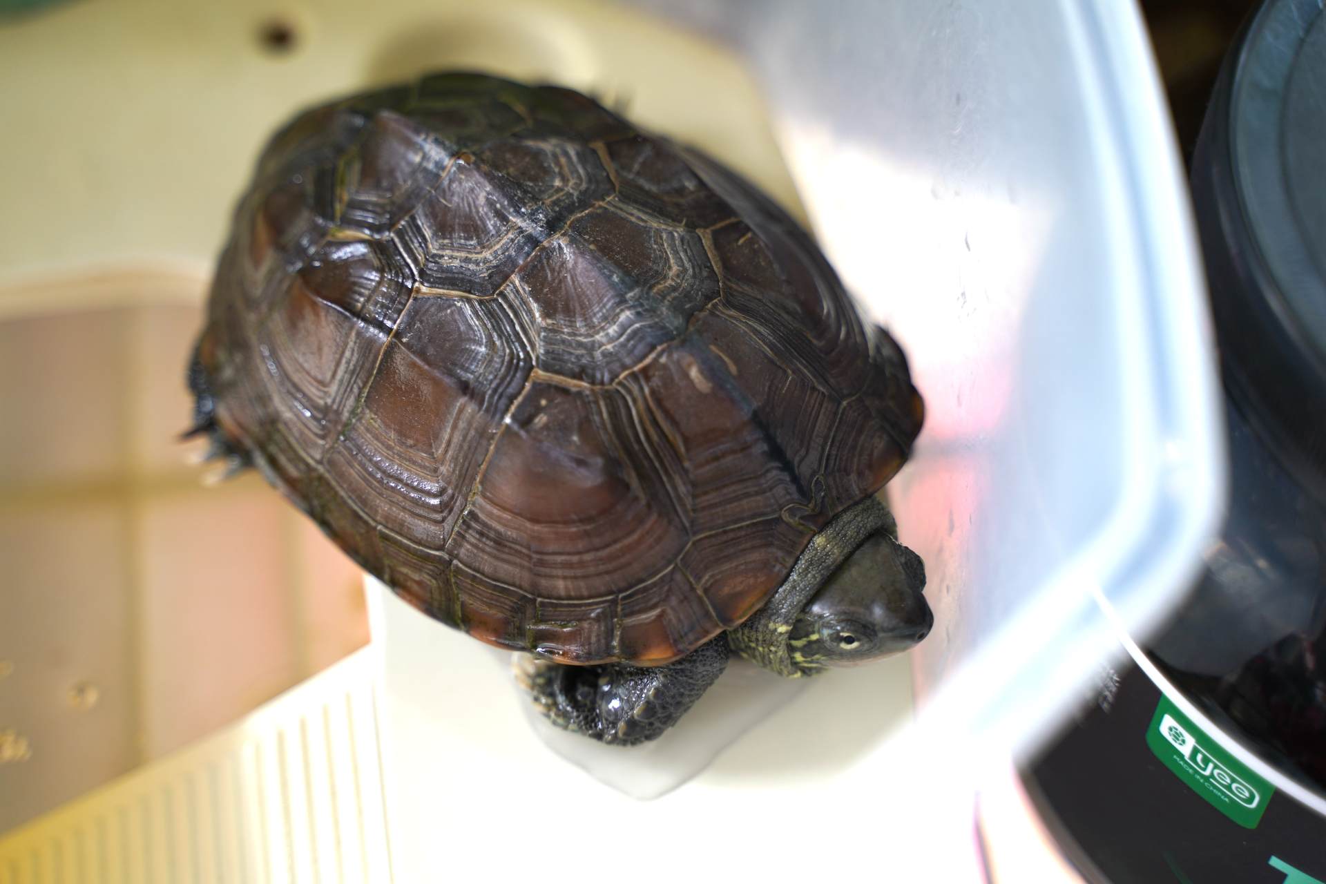 猫狗不停，除了猫狗，这些小可爱，你家的娃都养过了吗？