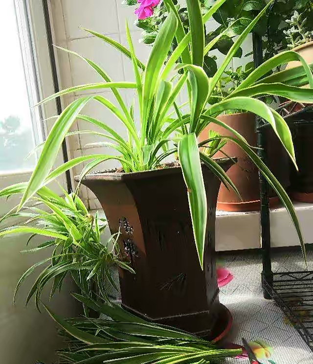 吊兰养活,普通吊兰怎么养才能更旺盛