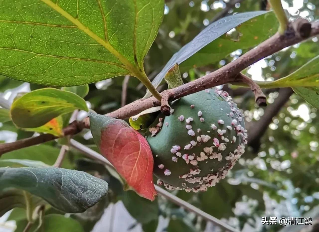 蚧壳虫专用杀虫剂使用方法,蚧壳虫专用花卉杀虫剂