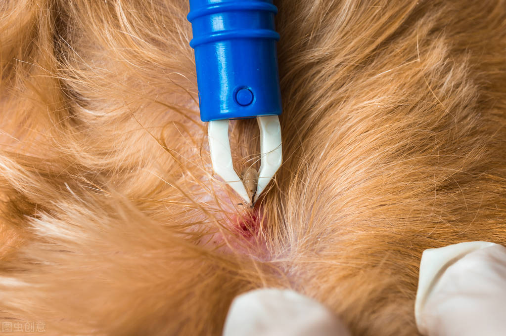 夏季来临，被跳蚤、蜱虫感染后要怎么办？铲屎官们看过来