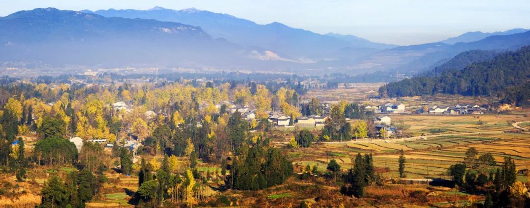 腾冲银杏秋色,腾冲银杏村四季景色