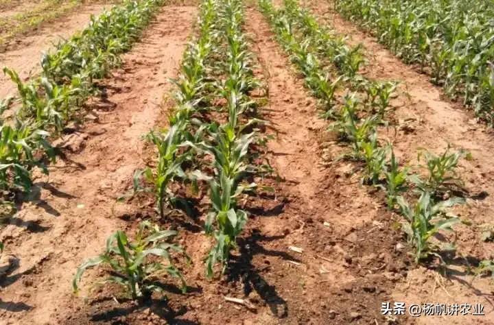 登海533产量多少,登海533产量和登海605哪个产量高