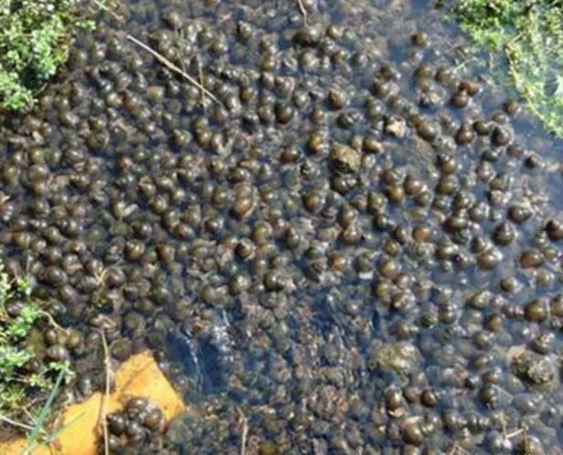 2022年农村养殖新政策,2022年搞什么养殖挣钱