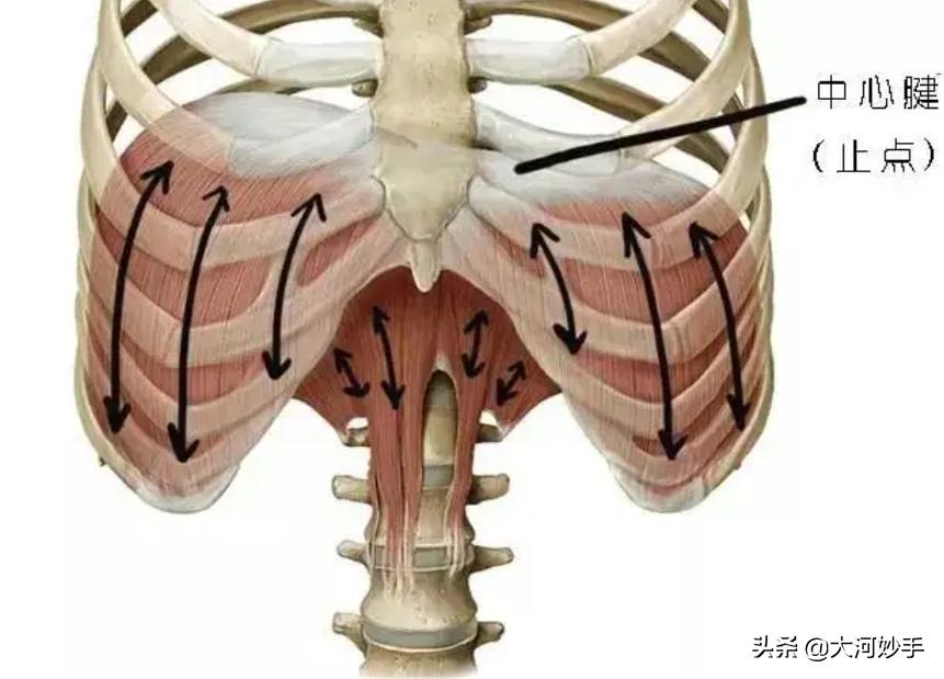 别担心，如果你的身体是歪的，八段锦帮你直起来