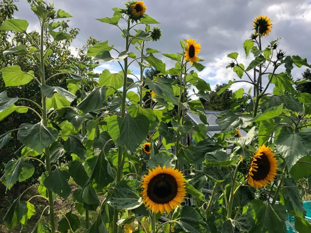 向日葵花是向着太阳开吗,为什么向日葵朝着太阳开花