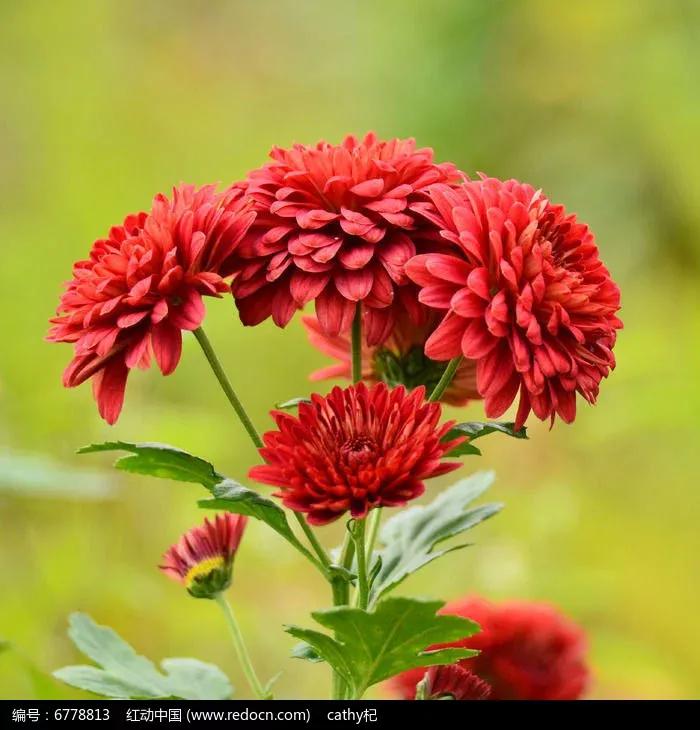 红尘一杯酒,红尘一杯酒古风歌曲