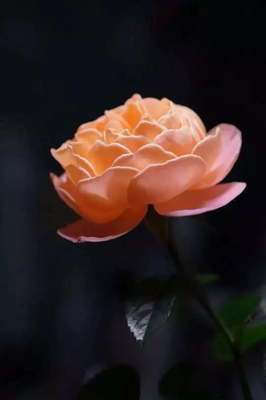 想要拥有自己的一间花店,好想拥有这样的一间花店